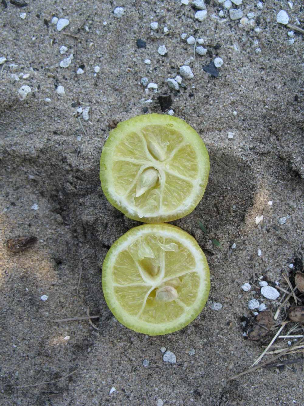            Fruit cross-section (Winter Haven, FL)   